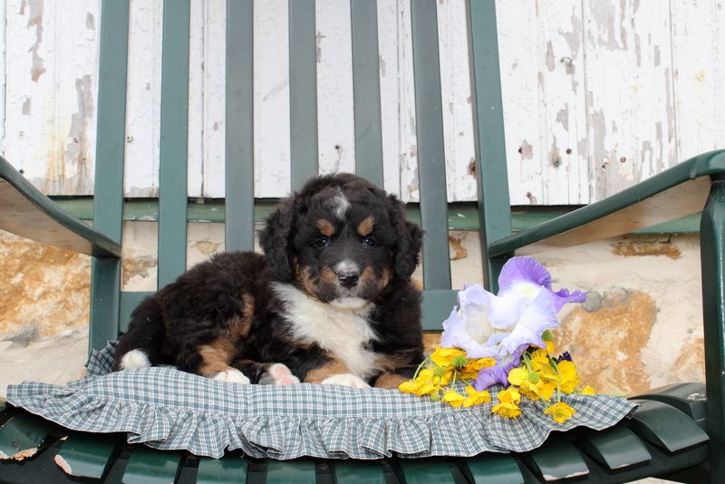 puppy, for, sale, Mini Bernedoodle F2, Matthew B. Stoltzfus, dog, breeder, Gap, PA, dog-breeder, puppy-for-sale, forsale, nearby, find, puppyfind, locator, puppylocator, aca
